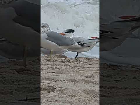 Why they always look north? #RoyalTern Birds in #verobeach