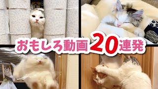 つくしのおもしろ動画総集編　その１【おしゃべりする猫】 【猫アテレコ】