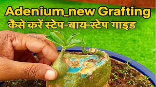 🌱 How to Graft a New Seedling on Adenium Trunk 🌳 | 🔧 Step-by-Step Guide 📘