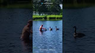 Turtle Attacks Baby Canada Goose #CanadaGoose #BabyGoose #NatureDrama #GooseVsTurtle #WildlifeRescue