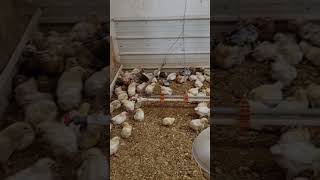 Meat chicks in the Brooder Room #meatchicken #farmlife