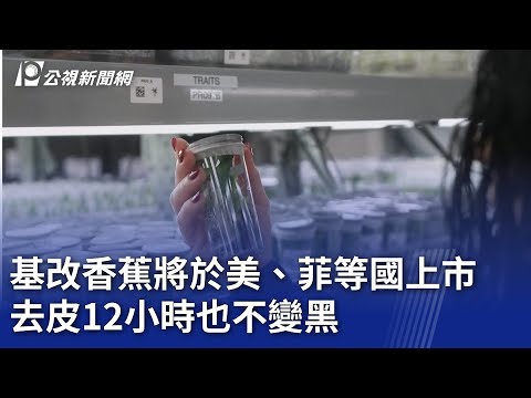 基改香蕉將於美、菲等國上市 去皮12小時也不變黑｜20250508 公視新聞全球話