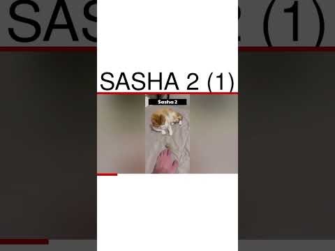 Sasha 2 (1)