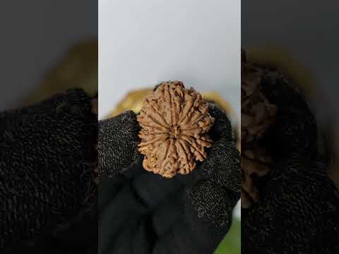 13 Mukhi Rudraksha from Nepal | One Of The Best 13 Mukhi Rudraksha for Venus (Shukra) |  Rudraksha