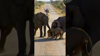 🦁 LION Picked The WRONG Fight… ELEPHANT Fought BACK! 🐘⚔️😱