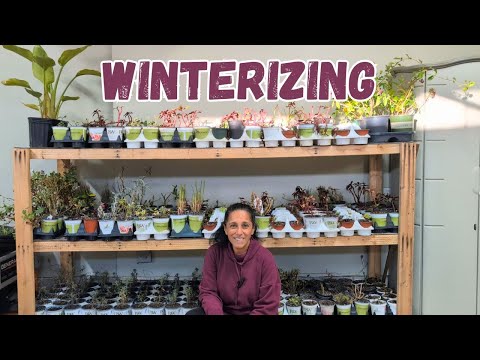 Overwintering Plants | December Tour | Winterizing Plants || Budget Gardening