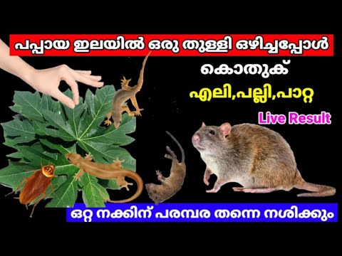 ഈ മഴക്കാലത്ത് ഇങ്ങനെ ഒന്നു ചെയ്തു വെക്കൂ,ഒരു മാസത്തേക്ക് ഒരെണ്ണം മതി|#getridofmosquitoes