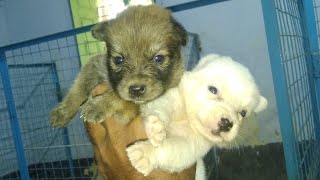Removing ticks from ears#doglover #animals #street