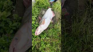 নদীর মাছ ডাঙ্গায় | #fishing @AdiFishman