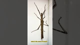 Can you you tell about this insect name? #insects  #insectsrule #buglife