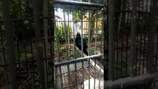 burung tuwu paruh putih malaysia