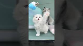 cute kitten, catch 😽💗💝💖
