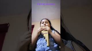 Pall Pall (azucena)