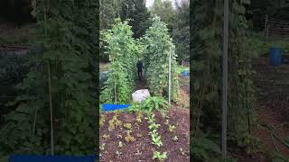 French beans and Roxy  Music #frenchbeans #roxymusic #nodig