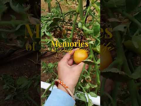 Short video #fruit #farming #vegetables