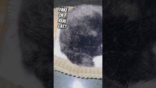 Cat Nap #catlovers #cat #pets #petlovers #petlove #pet #cats #shorts #short #catshorts #catstory