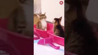 Funny and Fails Pets Video #shorts #fuunycat #funnyvideo