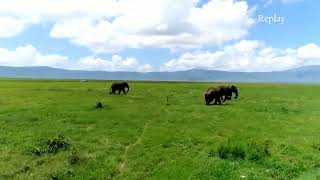 Ngorongoro Crater and Ndutu Live streaming