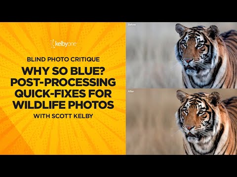 Why So Blue? Post-Processing Quick-Fixes for Wildlife Photos w. Scott Kelby (Blind Photo Critiques)