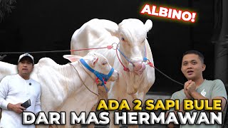 DAPET KADO LAGI DARI MAS HERMAWAN, 2 SAPI BULE GAESS..!