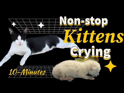 Use To Attract Your Cat | Kitten Meowing and Crying Sounds + Noises