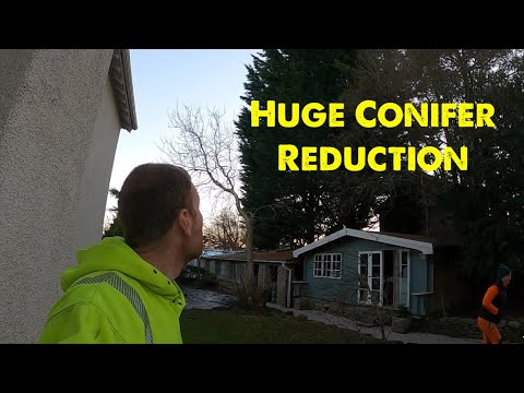 Huge Conifer Reduction