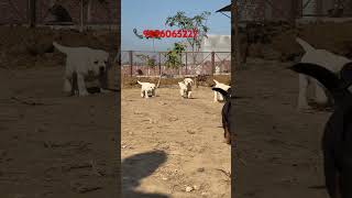 Rottweiler vs Labrador 😳#youtubeshorts #trendingshorts #viralshorts #racing #rottweiler #labrador