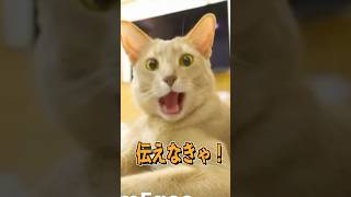猫のえっほ！えっほ！#ねこ  #猫のいる暮らし  #猫 #shorts