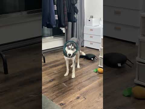 Silly Dogs #music #dog