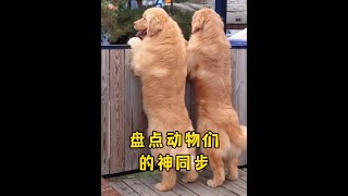 “这同步率10000%”#神同步  #萌宠出道计划  #神奇动物在抖音  #记录猫咪日常  #萌宠日常记录