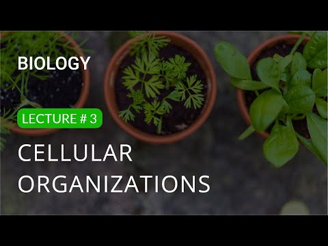Cellular Organizations | 9th Class | Biology Lecture 3