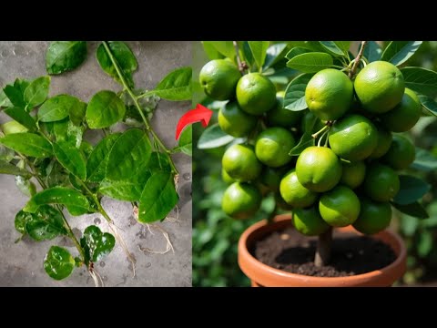 🌿Grow Your OWN LEMON Tree from Leaves with This PROVEN Method🍃