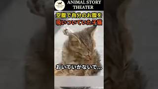 【感動】真冬の階段で倒れていた子猫　“置いていかないで”と泣き続けた結末 #実話 #保護猫 #奇跡
