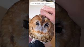 This family rescued a small owl that was stuck in a wire fence and then...