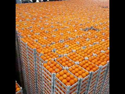 #PremiumFruitExport#IranianCitrus#FreshProduceFromIran#TrustedFruitSupplier#GlobalFruitNetwork