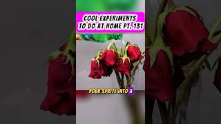 COOL EXPERIMENTS TO DO AT HOME PT. 131 #facts #diyscience #coolexperiments #scienceexperiments