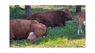 Cow culus!!! #cow #farming #dairycows