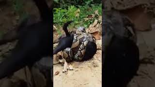 Snake power