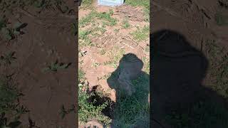 Pioneer Cemetery flood damaged on 7-4-25. #flooddamage #cemetery #sanangelotx #repairing #cleanup