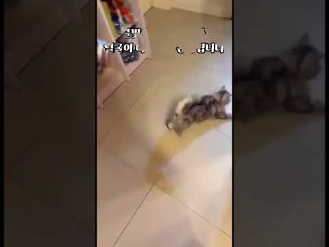 사람보다 계산 빠른 고양이들 세상 #shorts