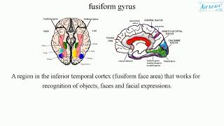 fusiform gyrus