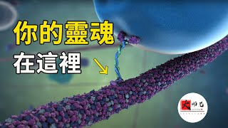 最神奇的科學假說，你的靈魂真實存在！就在你身體的這個地方|seeker大师兄