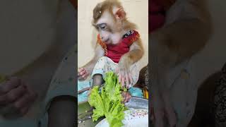 Cat Tries To Ignore Monkey #monkey #animals #cute #monkeyvideo #babymonkey #bestvideos #shorts