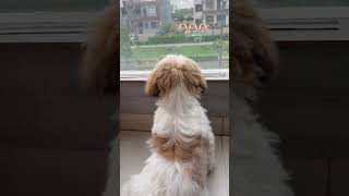 🫶🏻🫶🏻🫶🏻 #love #motivational #youtube #pet #petlover #cutepets #ytshorts #trending #doglove