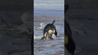 penguin funny moments #funnyvideo #funny