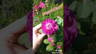 Purple Damask Rose