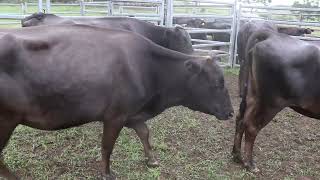 6 COWS