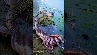 The River's Warning A Life and Death Struggle #nature  #pollution #wildlife