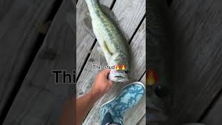 Caught a GIANT! #bassfishing #fishing #viral #kindness #carp