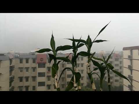 雷公对黄明志发出怒吼：马国通缉犯，你小子别嘚瑟。墙内小粉红可没听过你的破歌，玻璃心怎么碎？台湾的1450塔绿班倒是自high高潮了，大多数流量出自哪儿还不明白吗？？？！